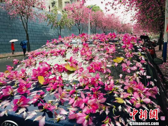 一场春雨过后,停在紫荆花树下的轿车变为“花车”。 周潇男 摄