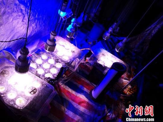 大麻植株栽在花盆里,上面悬挂着LED灯。金华公安提供