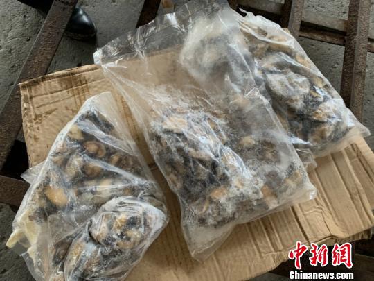 图为涉案冻鲍鱼 乐峰 摄