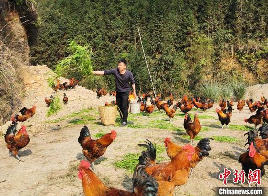 肖益顺给“大坡飞鸡”喂草。 滕以洪 摄