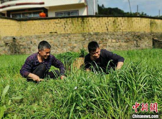 肖益顺收割牧草,为鸡准备食物。 滕以洪 摄