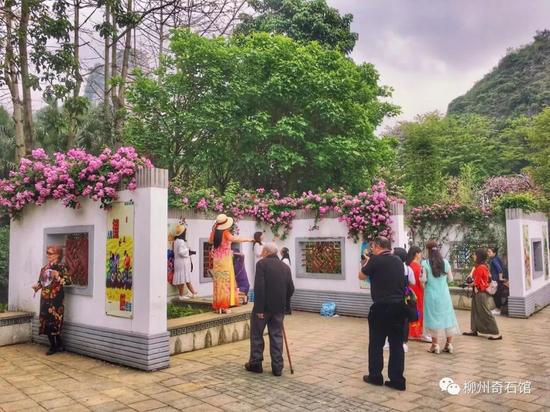 超级近!柳州新晋网红拍花地 简直少女心爆棚啊