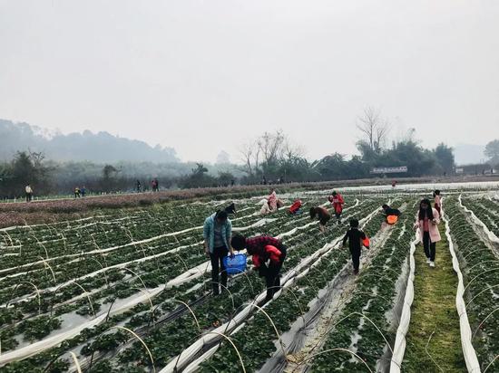 赏花之余摘点草莓也是极好。