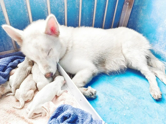  Super cute! Guangxi's first artificially bred arctic wolf successfully gave birth to a second born wolf baby