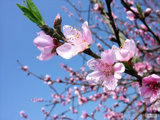柳州花开成海 但是这种“花”将柳州推向了世界