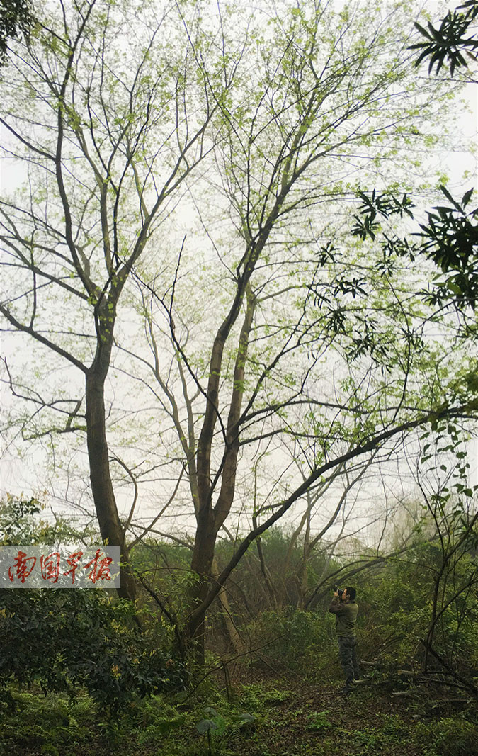 枫杨、沙皮树、柳树等原生树种枝繁叶茂,成就了萝卜洲良好的生态环境。
