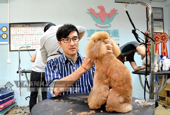 A级美容师梁立潇在演示贵宾犬的美容修剪。广西新闻网记者 冼妍杏 摄
