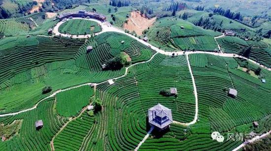 到布央茶园呼吸一下新鲜空气,采采嫩绿的春茶