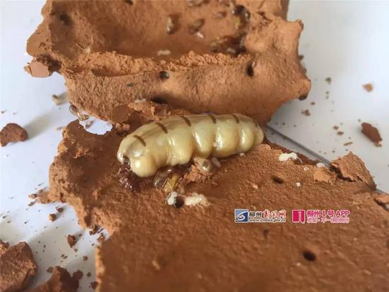 柳州一果园挖出一座地下王宫!有图有真相