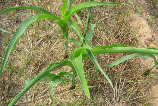 怎么种玉米苗最快 Uzj5-fyixias1440768.jpg