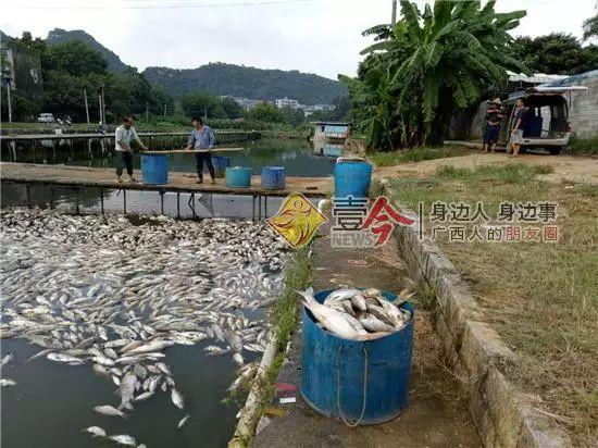 工人将死鱼捞起,运走。受访者供图