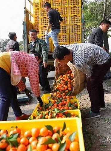 桂林这个县的农民年薪10万算贫困户!看完扎心