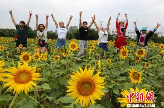 9月26日,在广西融水苗族自治县和睦镇古顶村半岛葵花园,游人在葵花中欢呼雀跃。 龙林智摄