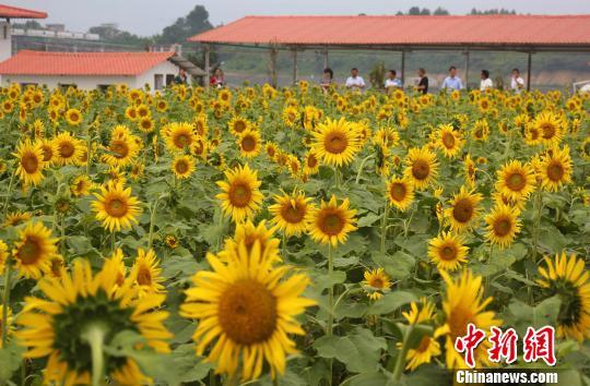 9月26日,在广西融水苗族自治县和睦镇古顶村半岛葵花园,游人在葵花中游玩。 龙林智摄