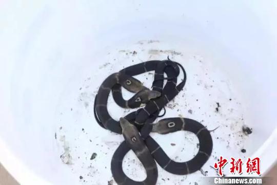 图为吴某抓获的四条眼镜王蛇。 钟欣摄