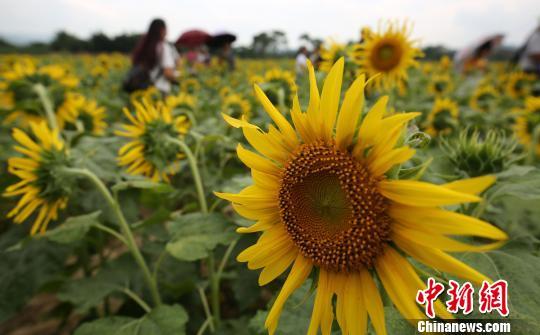 9月26日,在广西融水苗族自治县和睦镇古顶村半岛葵花园,游人在葵花中游玩。 龙林智摄
