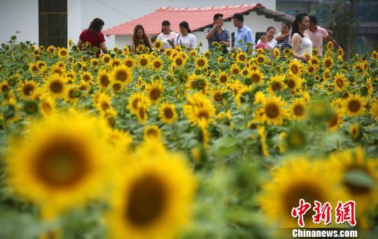 9月26日,在广西融水苗族自治县和睦镇古顶村半岛葵花园,游人在葵花中游玩。 龙林智摄