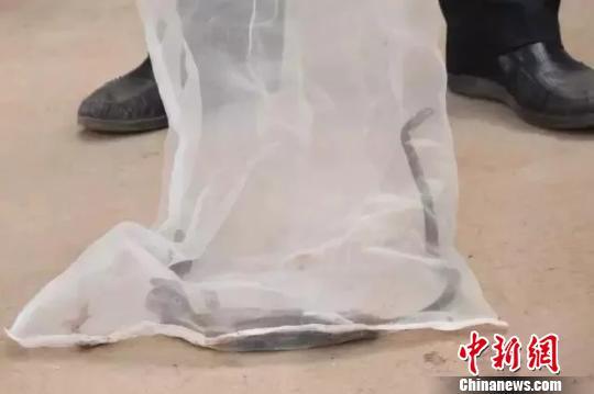 图为吴某抓获的四条眼镜王蛇。 钟欣摄