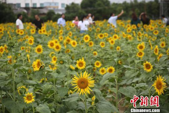 9月26日,在广西融水苗族自治县和睦镇古顶村半岛葵花园,上百亩向日葵竞相绽放,国庆节将迎来最佳观赏期。 龙林智摄