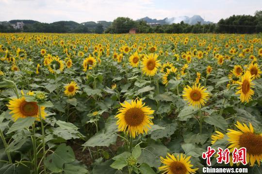 9月26日,在广西融水苗族自治县和睦镇古顶村半岛葵花园,向日葵的盛开吸引了不少市民前来观看。 龙林智摄