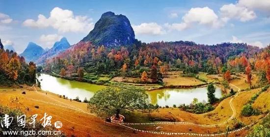 ▲巴头乡多勾红叶景区,是以红枫为主的山区树林。12月至1月,枫叶红似火,“霜叶红于二月花”,吸引大批游客前来观赏。