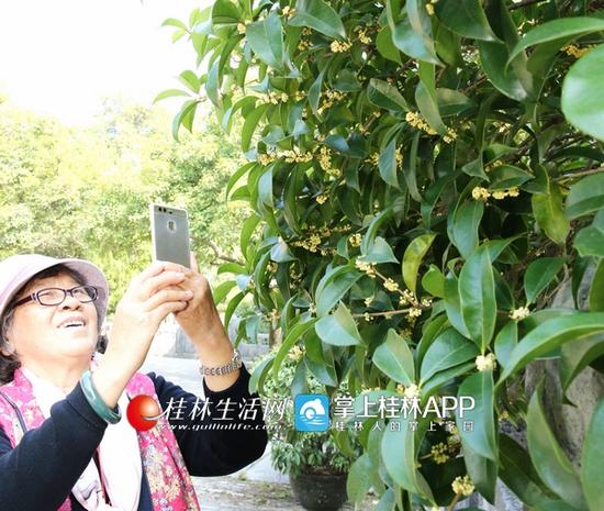 图为一位游客在市区拍摄桂花。