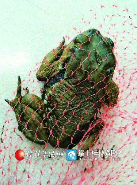 甘先生捡到的奇怪“青蛙”其实是中华蟾蜍。记者陈晓东 摄