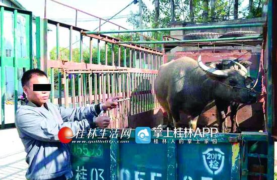 犯罪嫌疑人潘某正在指认盗窃的耕牛。通讯员赵俍杰 摄