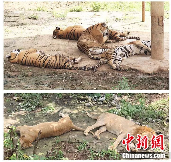 资料图:事发山庄饲养的动物。来源:桂林雄森熊虎山庄官网