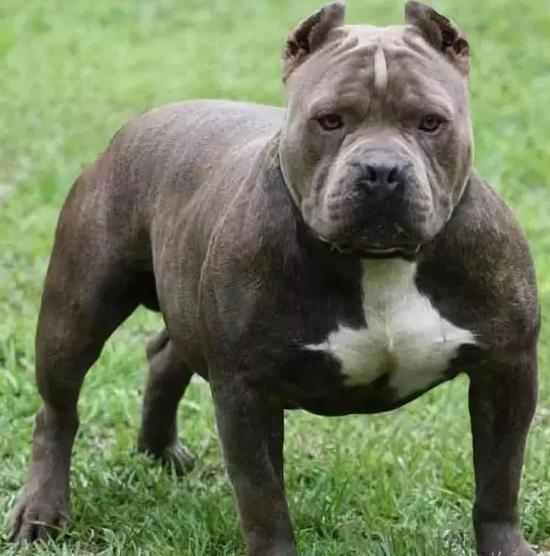 恐怖!广西老人被烈性犬咬烂手臂 血肉模糊触目惊心