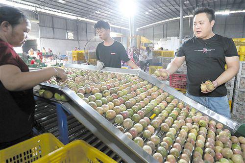 庞志玉购买的“分果器”,他收来的百香果先经过人工粗筛后,再由机器按规格分拣