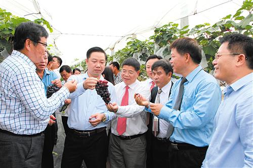 越南相关官员和技术员了解广西农科院的葡萄种植技术(广西农科院吕荣华供图)