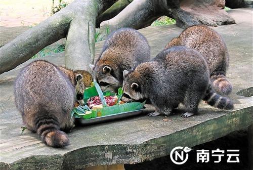 小浣熊们快乐聚餐