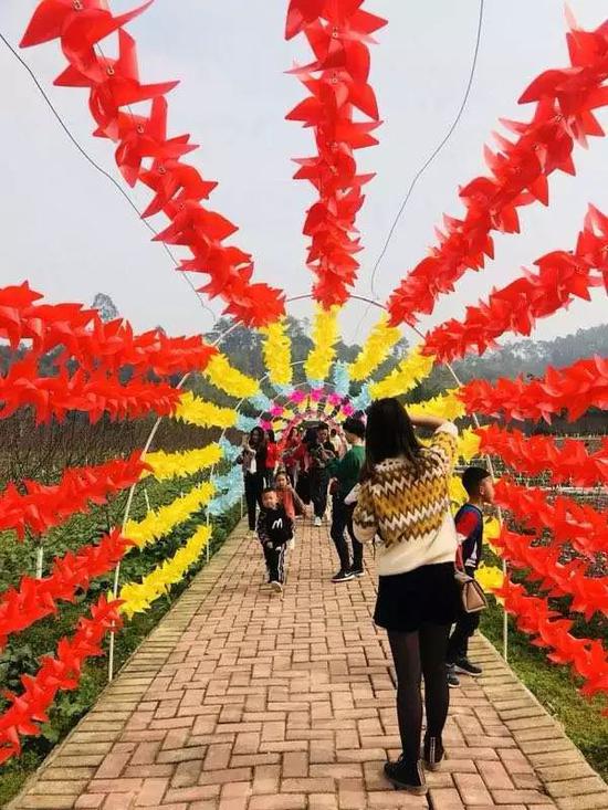草莓地周边的风车隧道是游客的拍照打卡地。