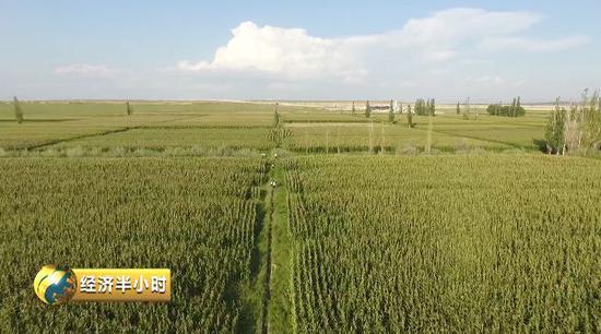 广西种植业人口_广西贫困人口(2)