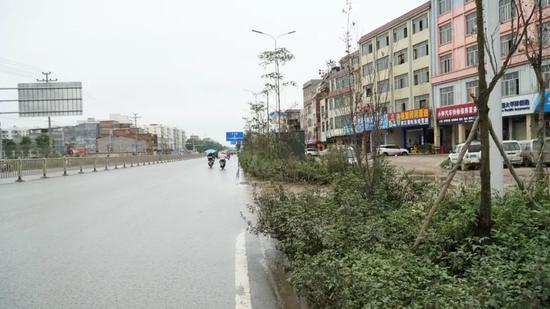 部分树枝延伸到机动车道