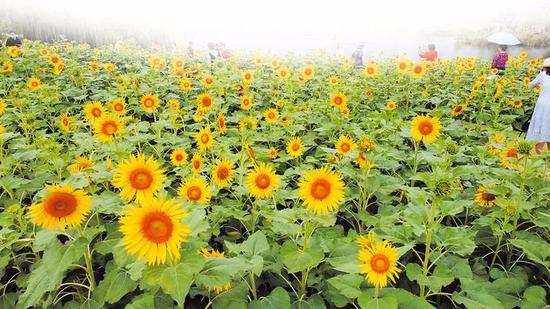 公园的美景、盛放的鲜花吸引了众多游客打卡