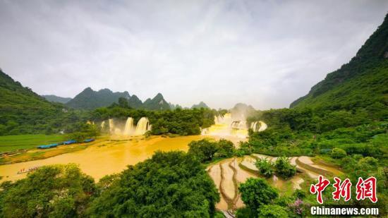 广西德天瀑布呈现“黄金瀑布”景观。（杨虎旺 摄）