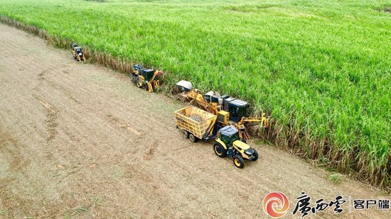 农业机械助力广西来宾市甘蔗收割。覃飞翔 摄