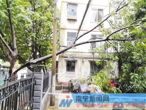 树枝向居民区方向倒下,挡住了单元楼出口 记者 程勇可 摄
