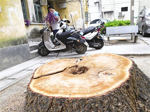 下院4棵绿化树被切平地面