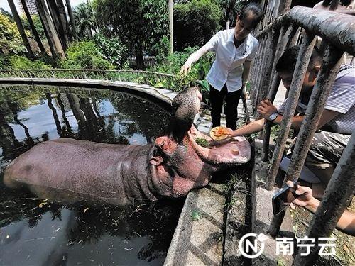 河马张开大嘴,大快朵颐。记者 程勇可 摄