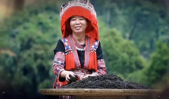 苍梧县山坪村党支部书记祝雪兰带领村民们发展壮大六堡茶产业。 潘绍珊 摄