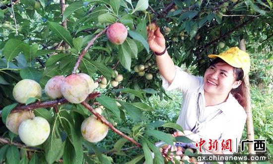 图为桂林平乐县大水李助农民增收。陶彩忠 摄