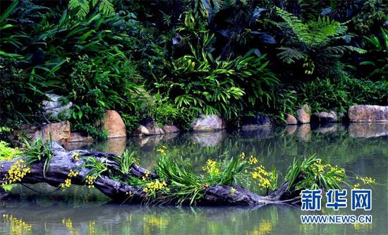 (广西南宁青秀山风景区兰园里的兰花。新华社发 许东摄)