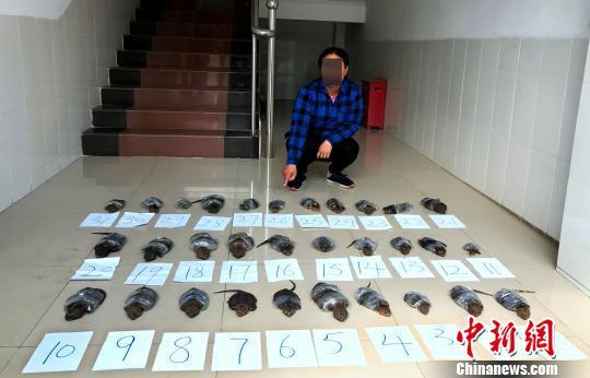 图为查获的平胸龟。 白植贴 摄