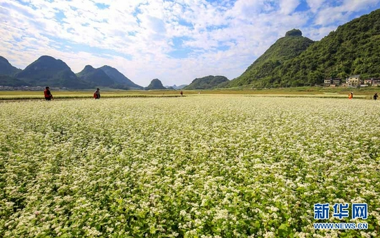 柳州市柳城县古砦仫佬族乡独山水库库区的荞麦花海；