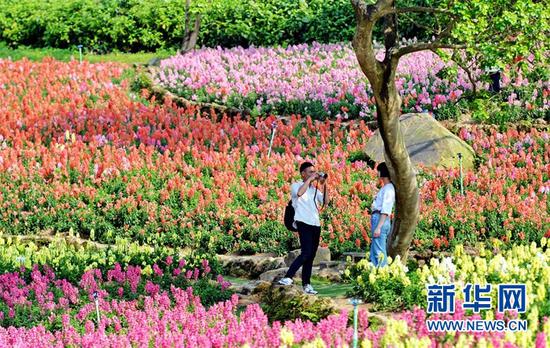 (游客在广西南宁青秀山风景区内赏花拍照。新华社发 许东摄)