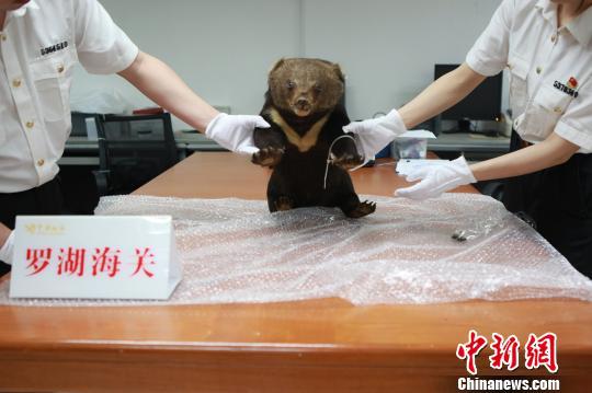 被制成标本的小熊被海关查获 罗湖海关 摄
