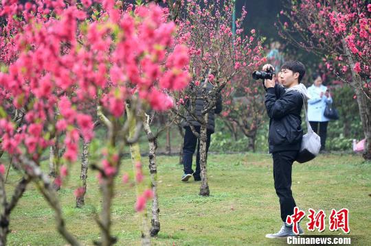 2月13日,广西南宁市青秀山风景区内,12万株桃花盛放,吸引大批民众前往观赏。图为民众在桃花树丛中拍照留念。 俞靖 摄